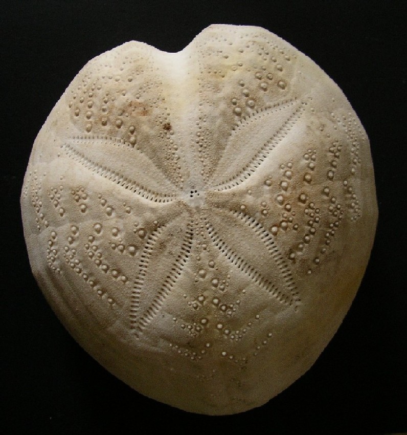 Teca di Spatangus purpureus
